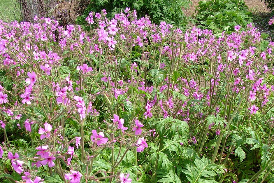 Plants in the Garden