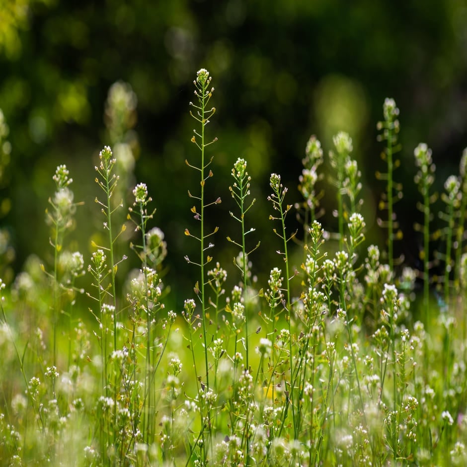 SHEPHERD'S PURSE (Capsella bursa-pastoris) – Natural Herbs