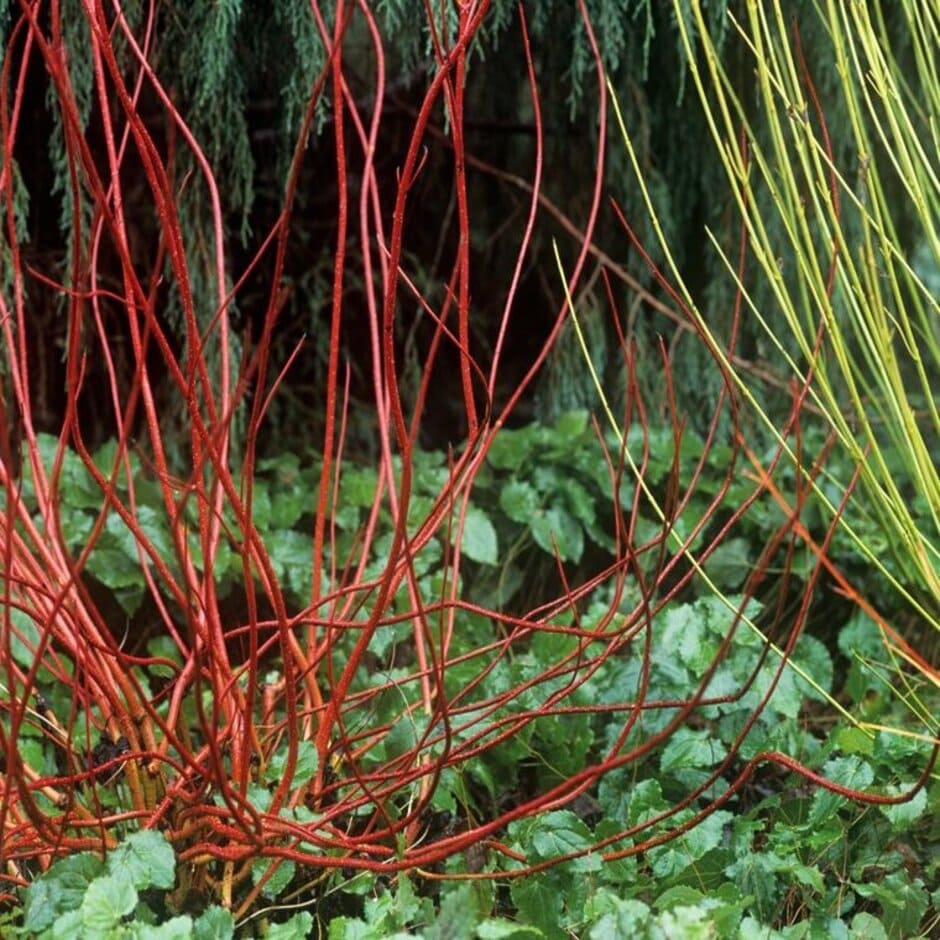 Colourful stems of Dogwood in soil which fluctuate wet and dry