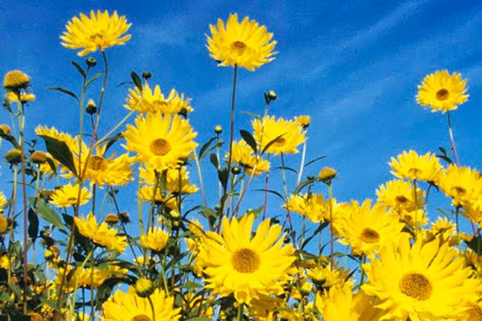 Download Plants for kids - sunflowers / RHS Gardening