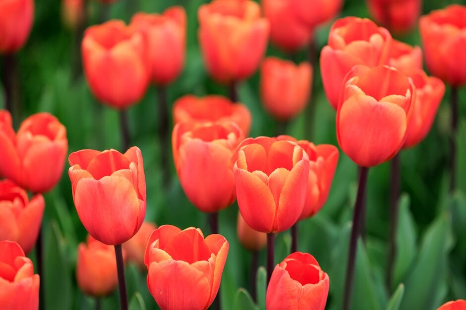 How to grow tulips