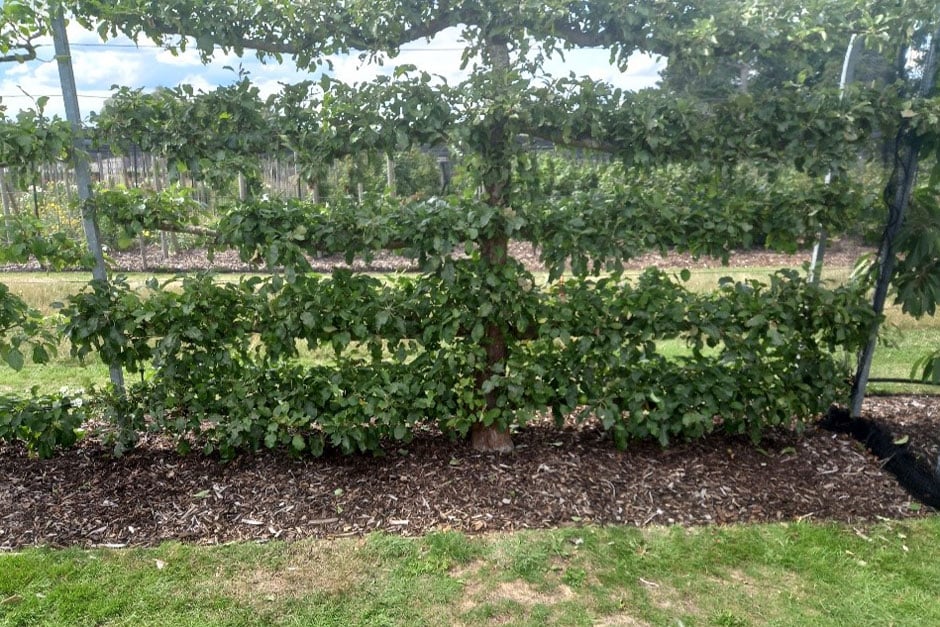 An established espalier after summer pruning