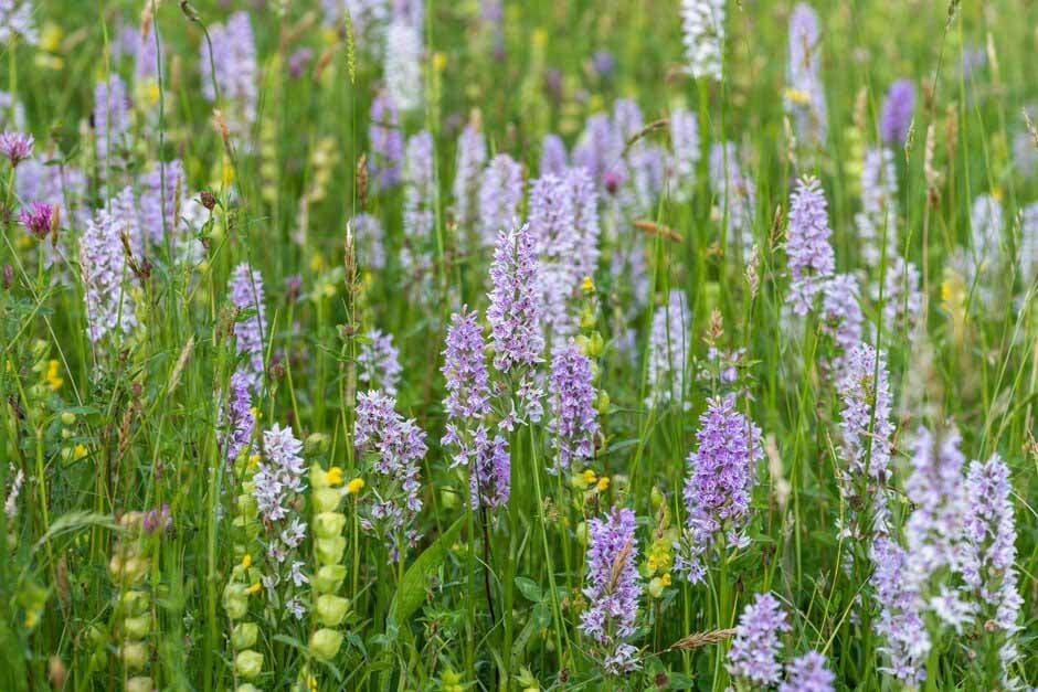 Key plants in the garden