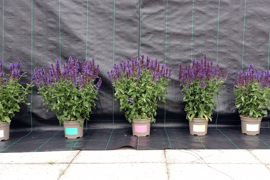 Comparing plants grown in different mixes in a peat-free salvia trial