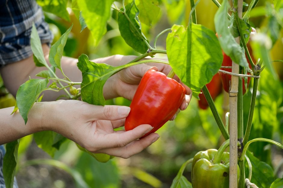 Bell pepper plant deals care