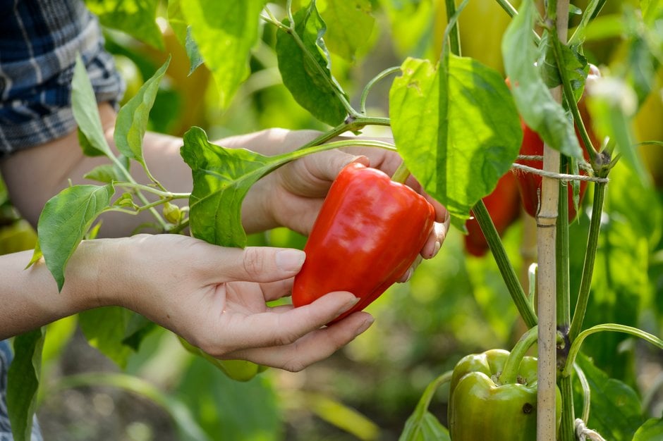 How To Grow Sweet Red Peppers - And Get Them To Turn Red Too!
