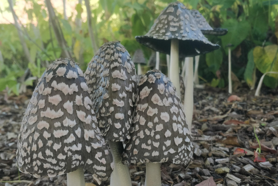 This is one of the star fungi we are hoping to find in the Oudolf Landscape, the magpie inkcap&nbsp;&ndash;&nbsp;congratulations if you manage to photograph one of these.