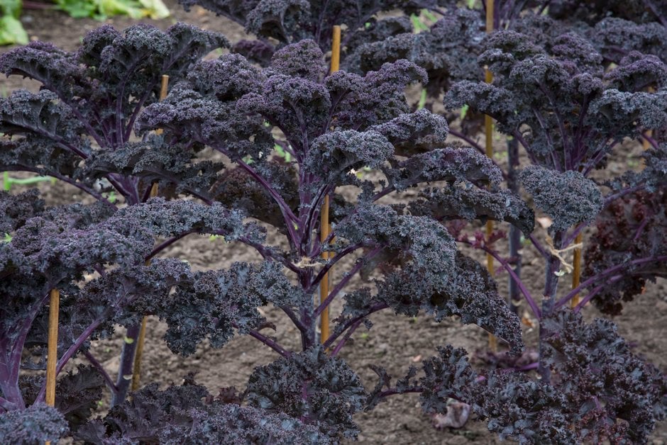 The purple curly leaves of kale ‘Redbor’