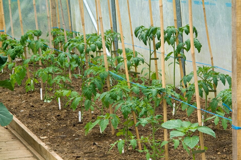 Tomato plants growing in a poly tunnel