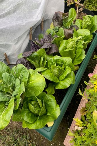 A window box full of lettuce left to develop after thinning out