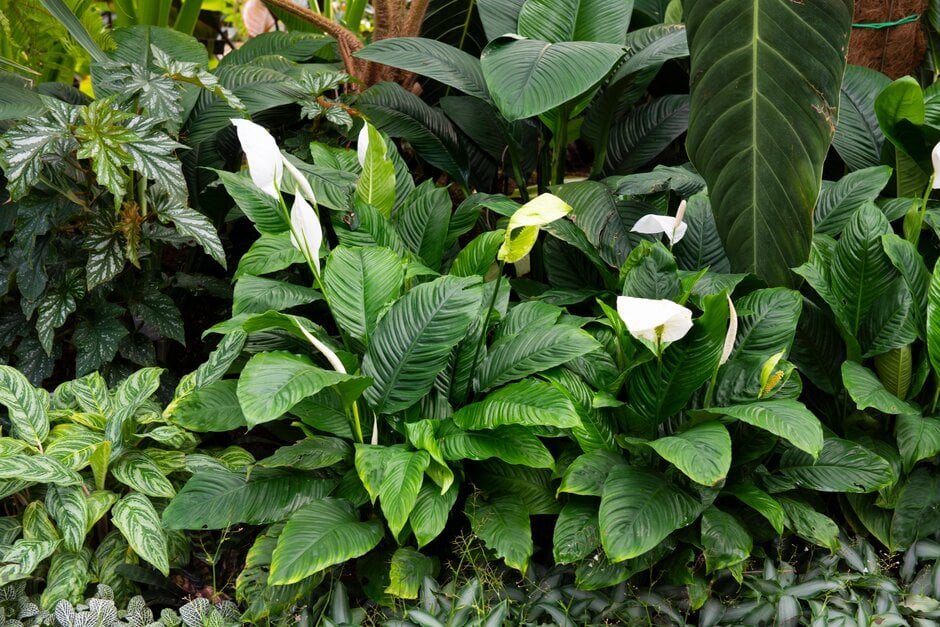 Discover peace lilies