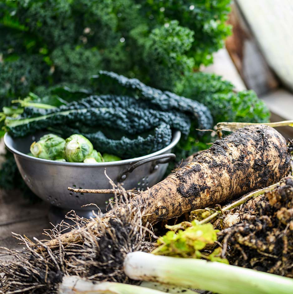 Vegetables: growing for winter