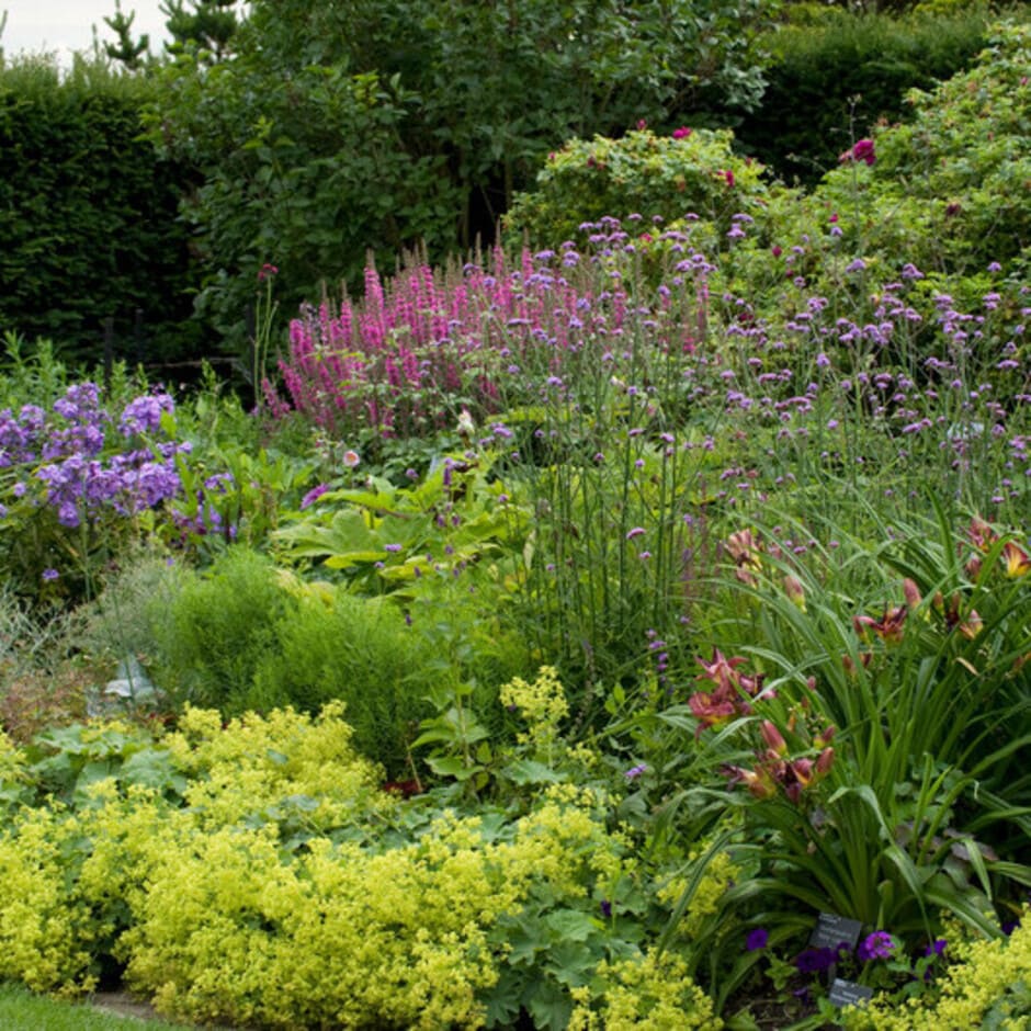 A herbaceous border in summer
