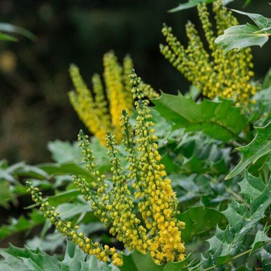 <i>Mahonia</i> provides nectar for pollinators through the winter