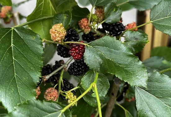 Mulberry Tree Giant Variety