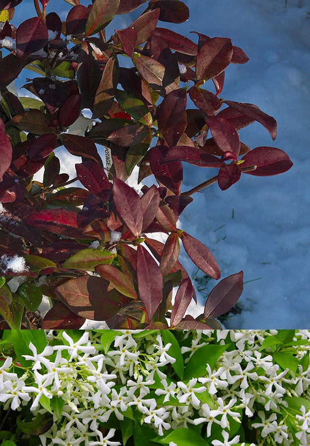 evergreen star jasmine in winter