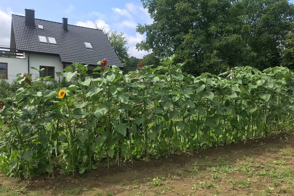 A row of sunflowers