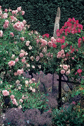 Growing Rosa spinosissima – Hedgerow Rose®