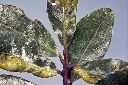 Bay Tree Laurus Nobilis Rhs Gardening