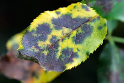 9 Reasons The Leaves on Your Roses Are Turning Yellow