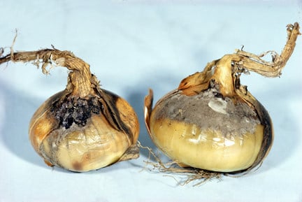 Why Are Onions Rotting in Storage? Essential Tips to Prevent It