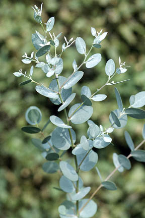 Eucalyptus / RHS Gardening