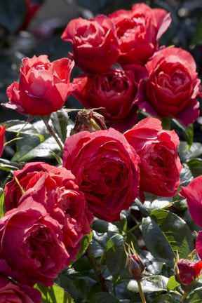 Rose dieback / RHS Gardening