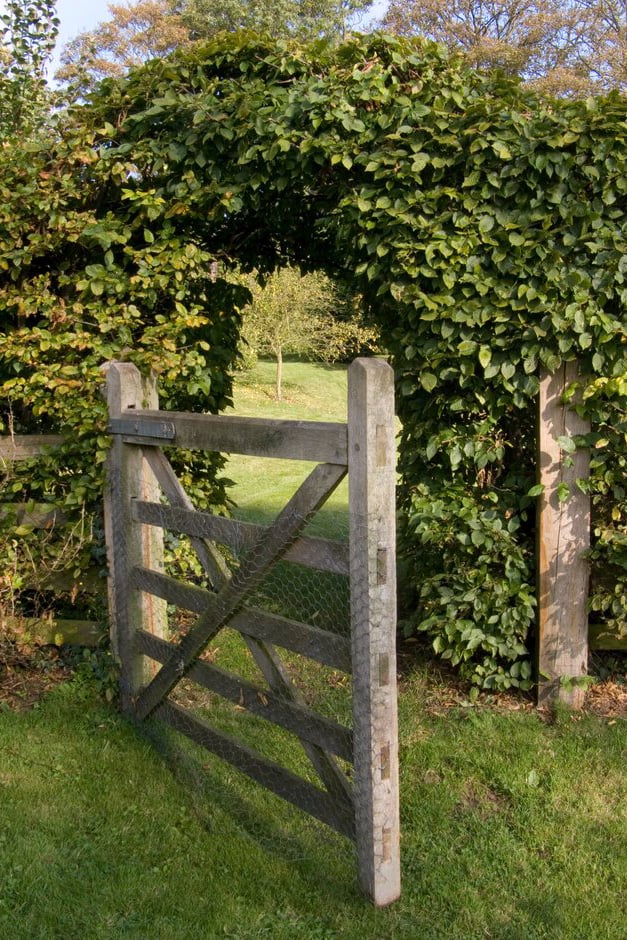 A beech hedge with a wooden gate
