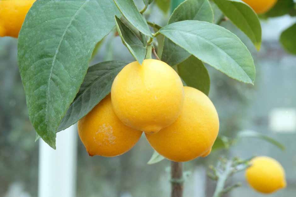 Citrus × limon