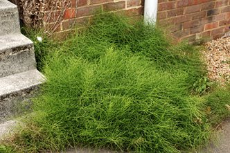 Identify Common Weeds Rhs Gardening