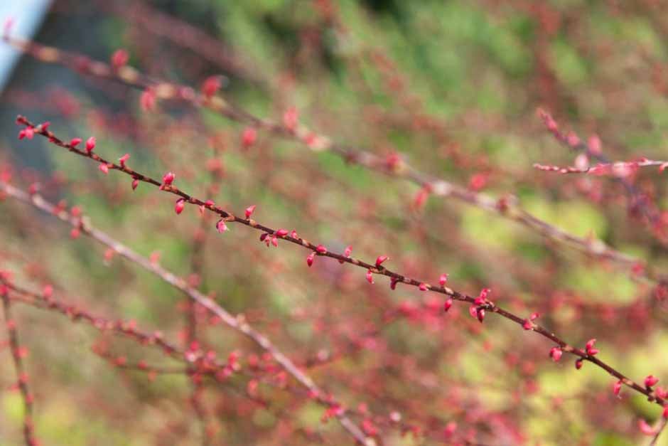 Plants in the Garden