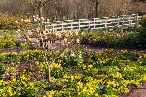 Daffodils / RHS Gardening