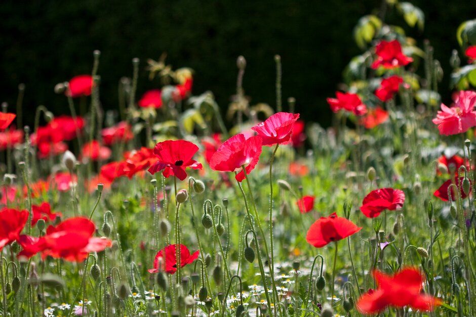 How to save poppy seed