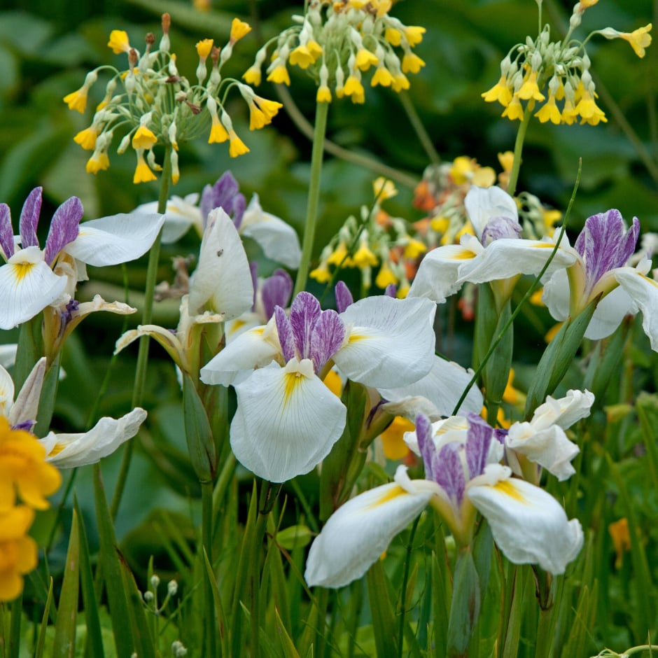 <i>Primula florindae</i> and <i>Iris ensata</i> ‘Machinusume’ at RHS Wisley