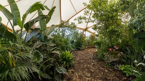 Be transported into an otherworldly palace of plants. Mist floats through a lush tropical jungle of foliage, while through a scented tunnel, you can enter a bar surrounded by swaying palm leaves.