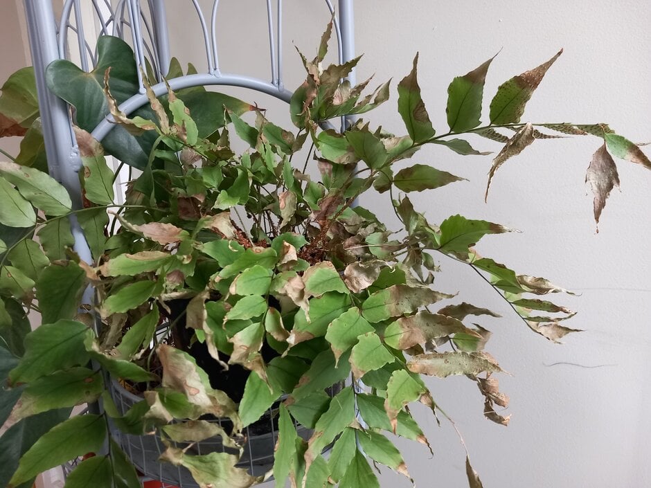 How To Identify And Fix Low Humidity In Plants