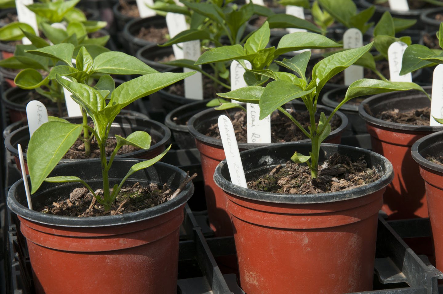 Growing peppers store from seed