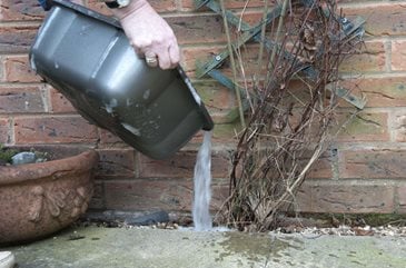 water grey using plants use gardening rhs shortages useful should times care plant