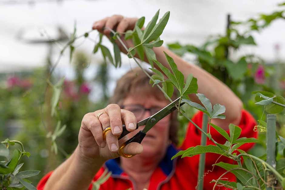 Jane Lindsay pruning a passion flower