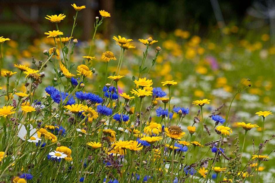 How to Install a Native Wildflower Meadow - GATHER & GROW