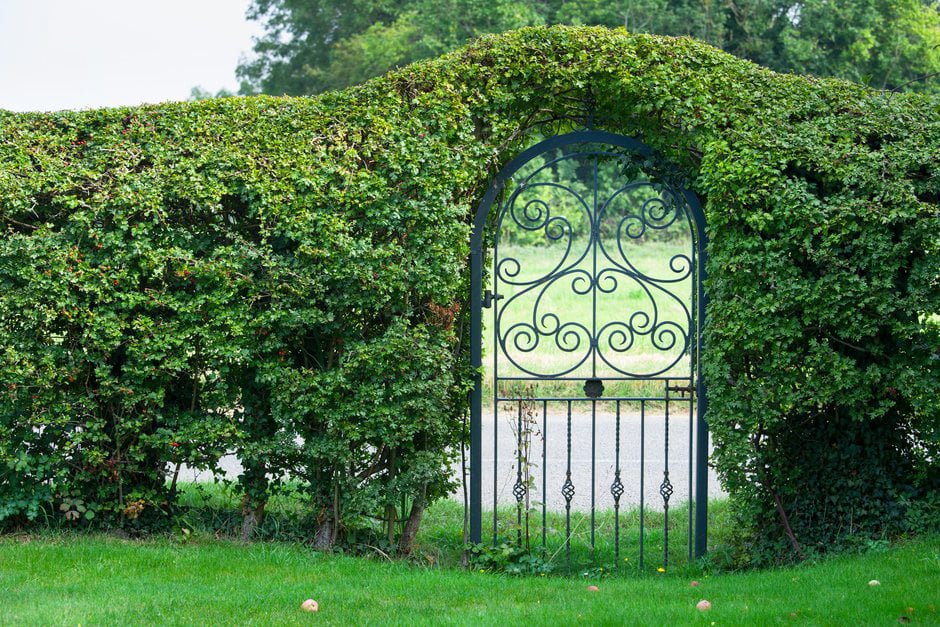 A native hornbeam hedge with an arch-shaped gate