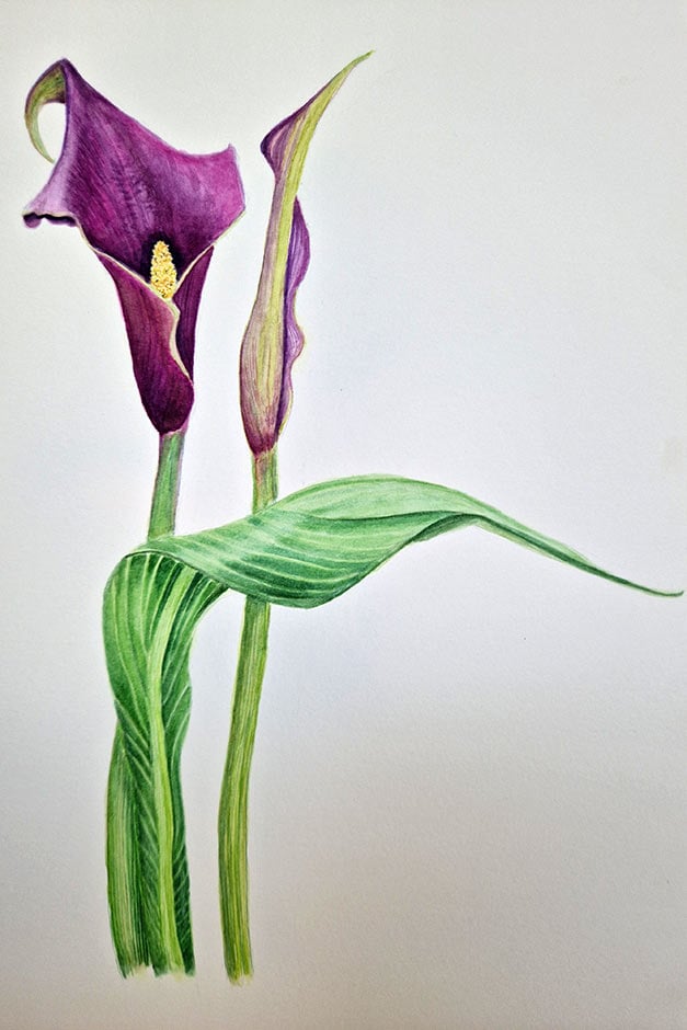 Zantedeschia artwork