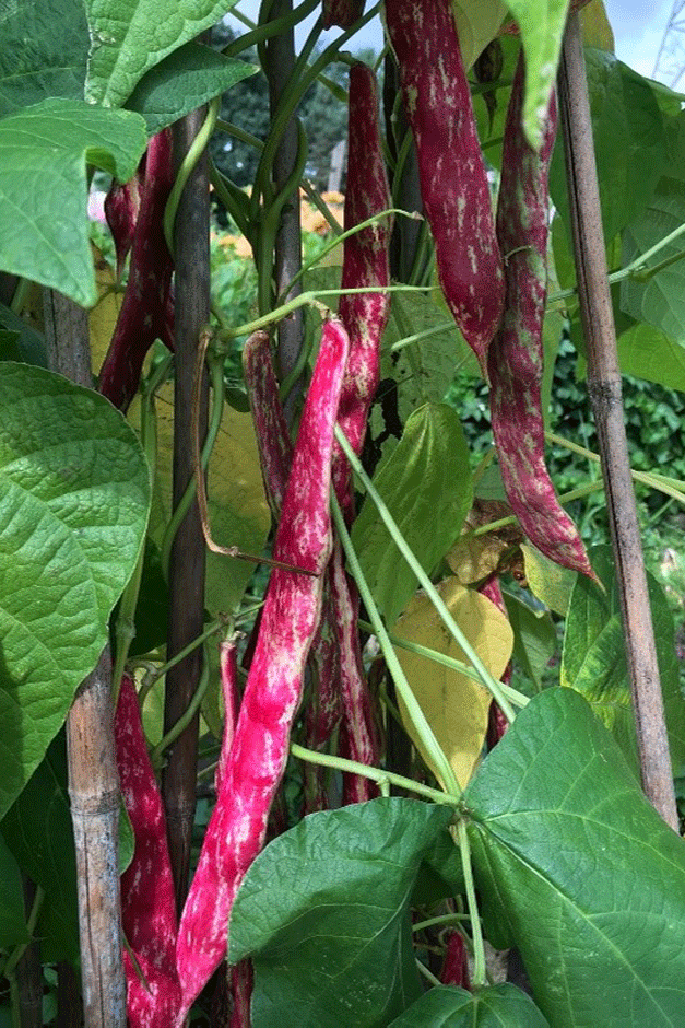 Borlotti beans swelling on the plant