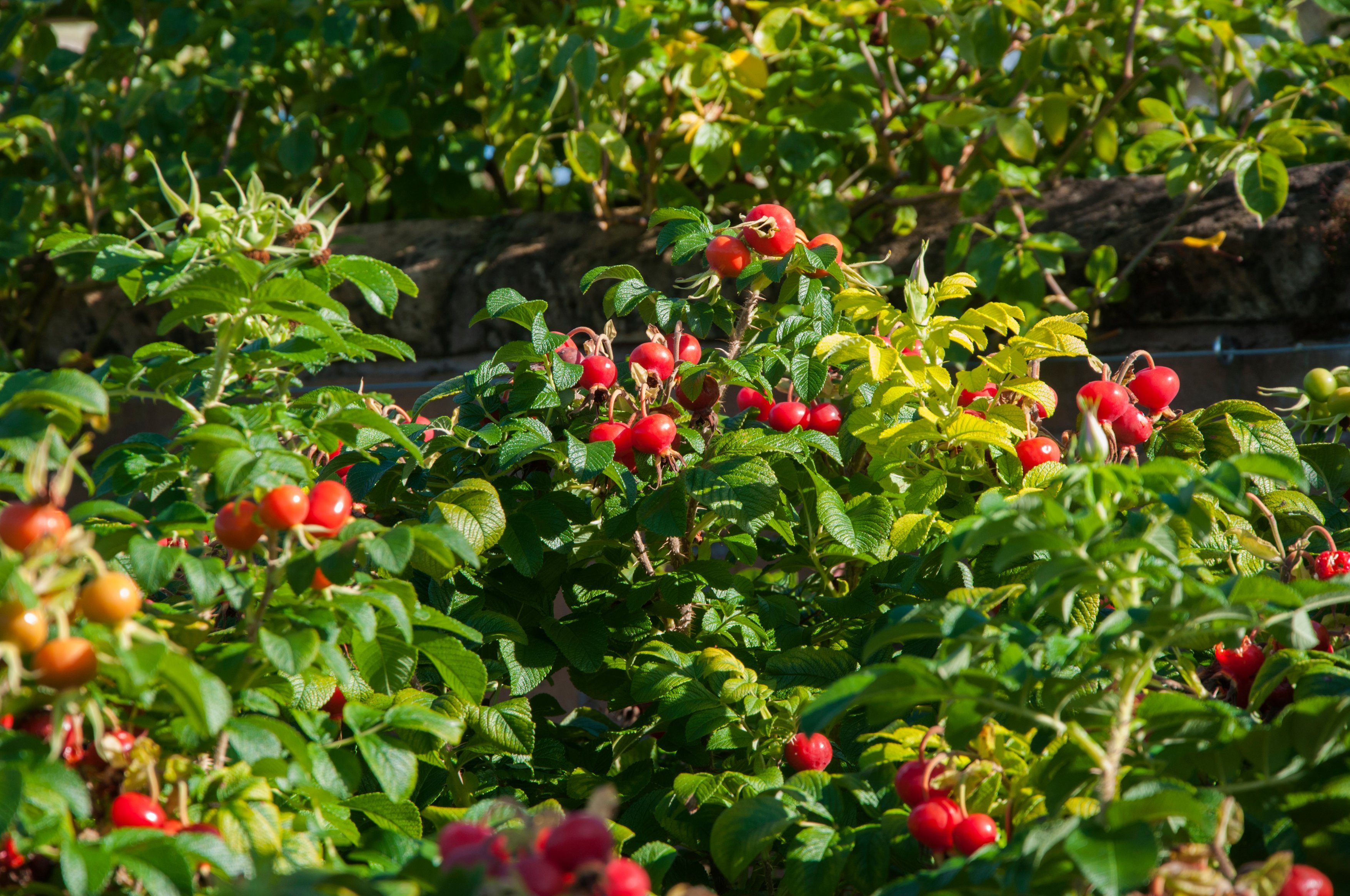 A Rosa rugosa hedge with red hips