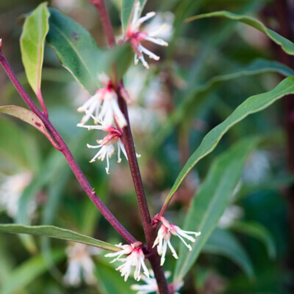 <i>Sarcococca</i> are very highly scented and attract many pollinators