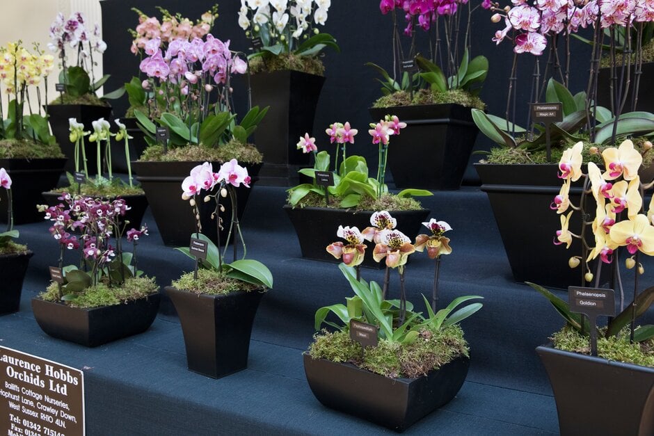 Laurence Hobbs Orchids
