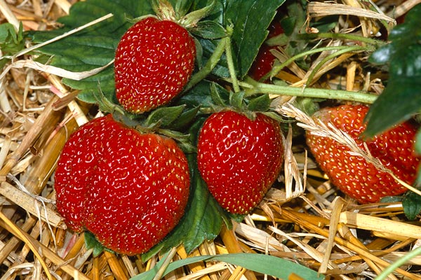 How to grow strawberries RHS Gardening