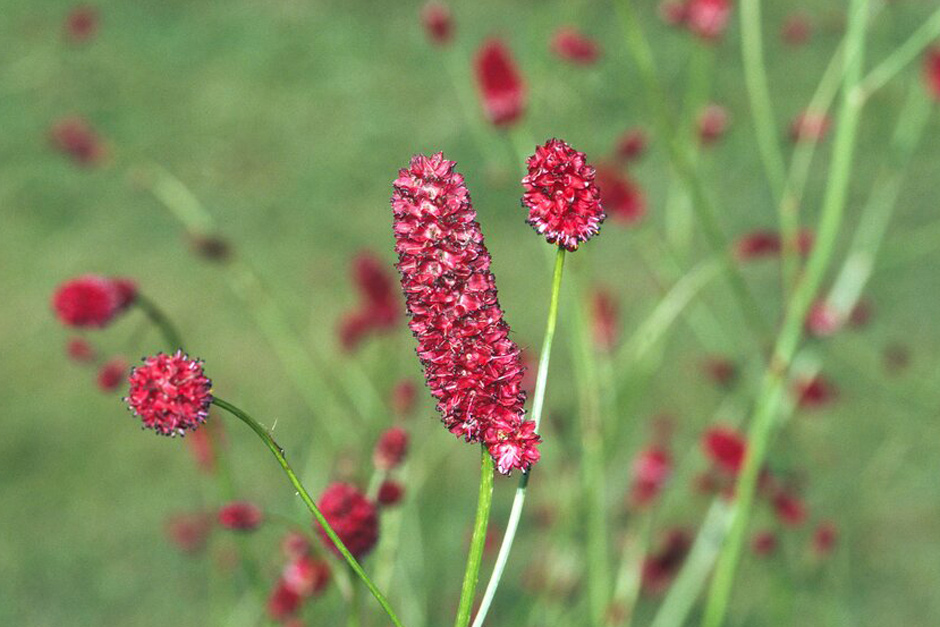 Key plants in the garden