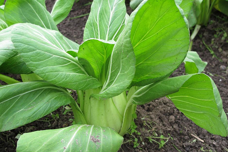  How to grow pak choi RHS Gardening