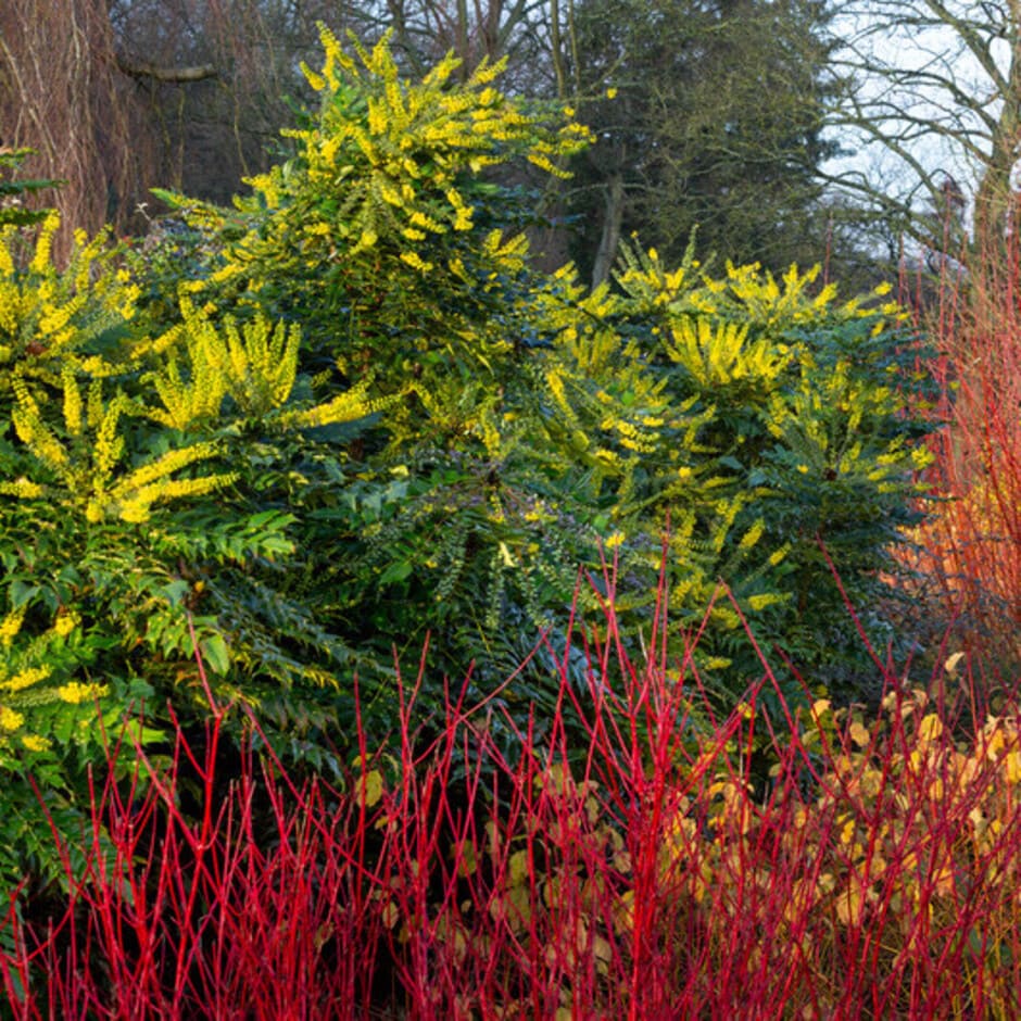Warm colours of <i>Cornus<i> stems and <i>Mahonia</i> flowers